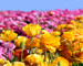 Flower Fields in Carlsbad