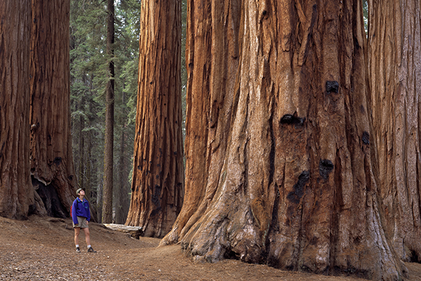 California National Parks are full of awesome wonders.