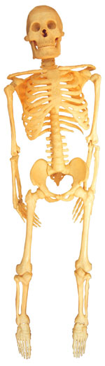 are your child's bones healthy?
