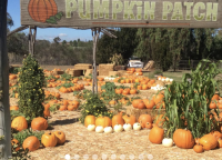 Pumpkin Patch at Summers Past Farms