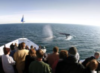 Whale & Dolphin Watching