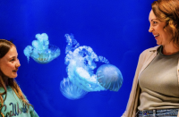 SeaWorld Fun Card for Teachers