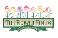 The Flower Fields at Carlsbad Ranch