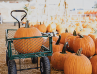 Carlsbad Pumpkin Patch