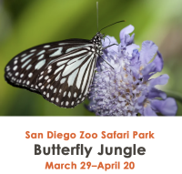 Butterfly Jungle