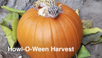 Howl-o-ween Harvest Family Festival