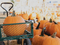 Pumpkin Patch at the Carlsbad Strawberry Company