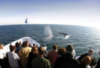 Whale & Dolphin Watching Adventure Cruises