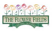 The Flower Fields at Carlsbad Ranch
