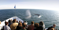 Winter Whale Watching Tours