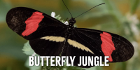 Butterfly Jungle