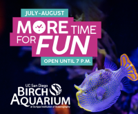 Extended Summer Hours at the Birch Aquarium