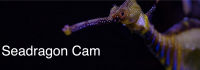 Seadragon Cam