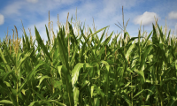 Haunted Corn Maze
