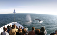 Winter Whale & Dolphin Watching