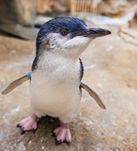 Beyster Family Little Blue Penguins