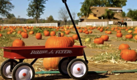 Mountain Valley Ranch Pumpkin Patch