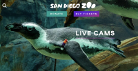 Live Cams at the San Diego Zoo