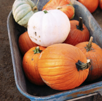 Peltzer Pumpkin Farm