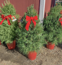 Family Christmas Tree Farm