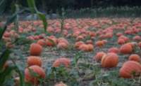 Pumpkin Patch at Bates Nut Farm