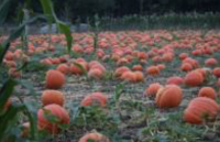 Pumpkin Patch at Bates Nut Farm