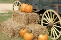 Oma’s Pumpkin Patch