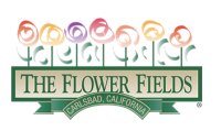 The Flower Fields at Carlsbad Ranch