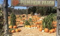 Pumpkin Patch at Summers Past Farms