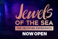 Jewels of the Sea: The Jellyfish Experience