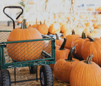 Pumpkin Patch at Carlsbad Strawberry Company