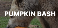 Pumpkin Bash