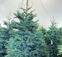 Purdy Tree Farms
