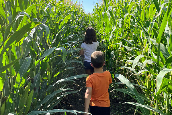 Corn Mazes in San Diego 2025