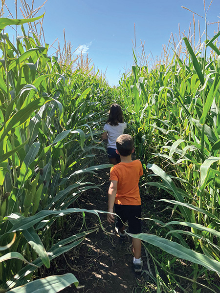 Corn maze