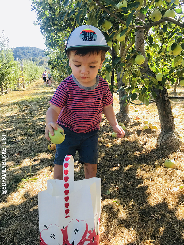 apple picking 1655