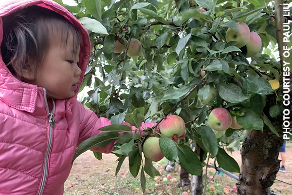 apple picking girl
