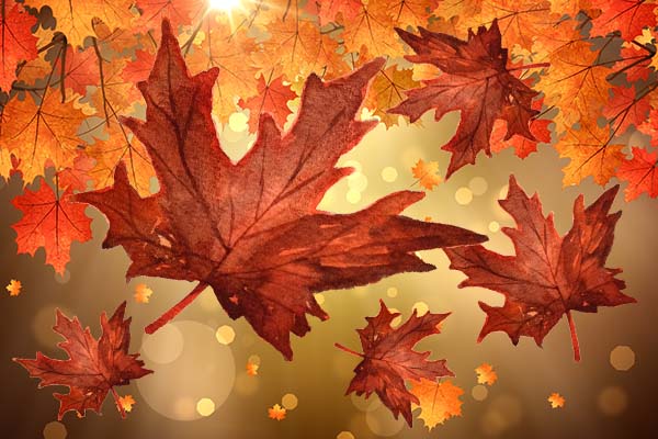 fall leaves