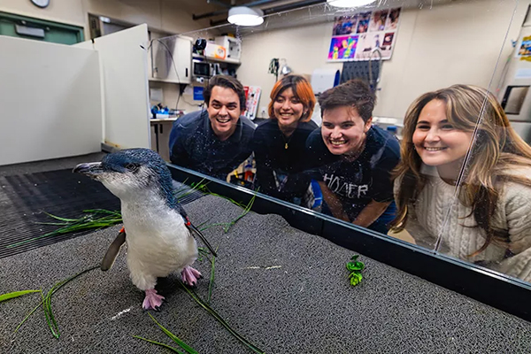 Birch penguin