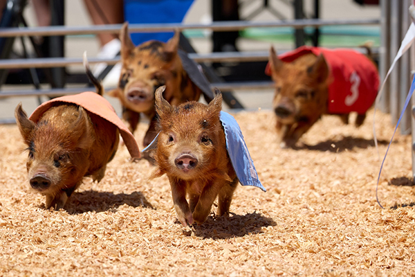 June 18, 2025Photo by Fred Greaves for the San Diego County Fair