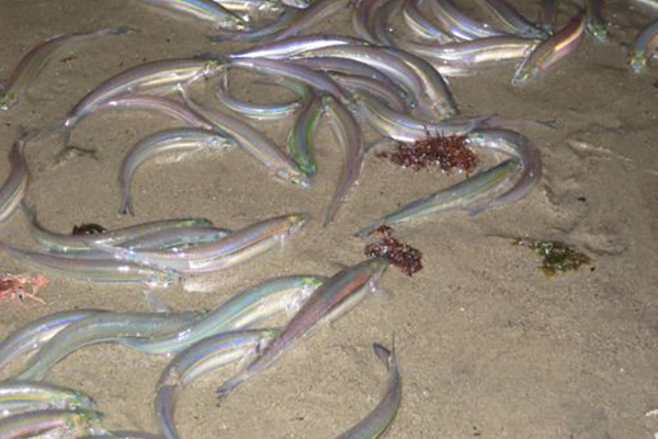 grunion on beach photo CDFW photo
