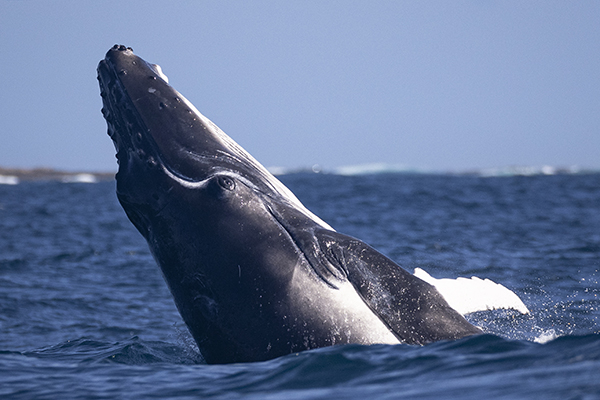 A big blue whale jumps out of water