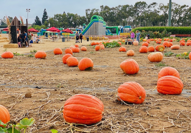 Carlsbad Pumpkin patch sm