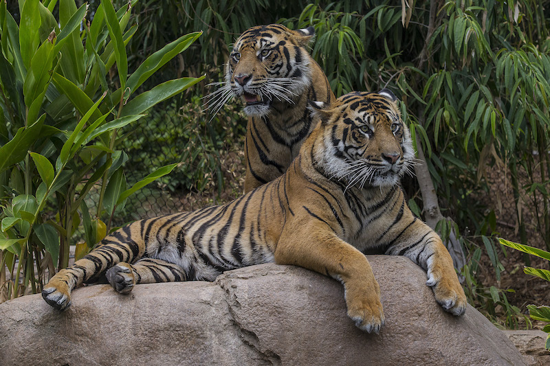 Safari park Tigers