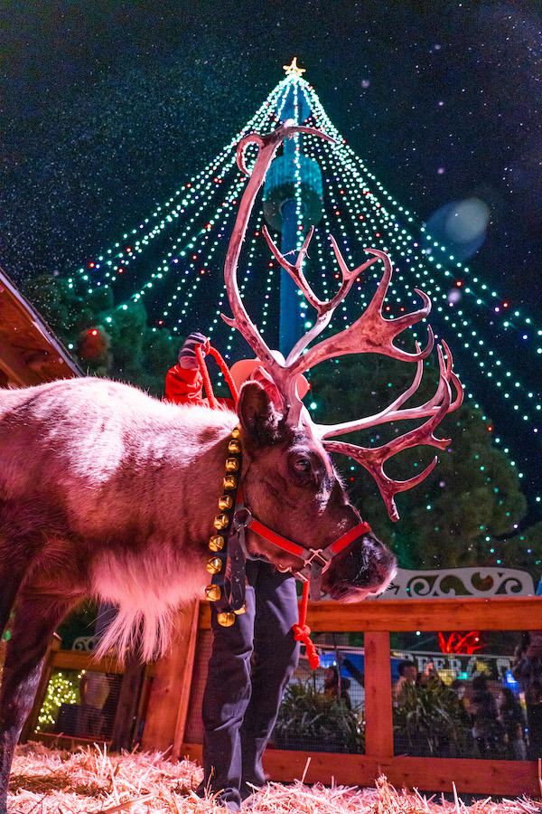 Seaworld reindeer