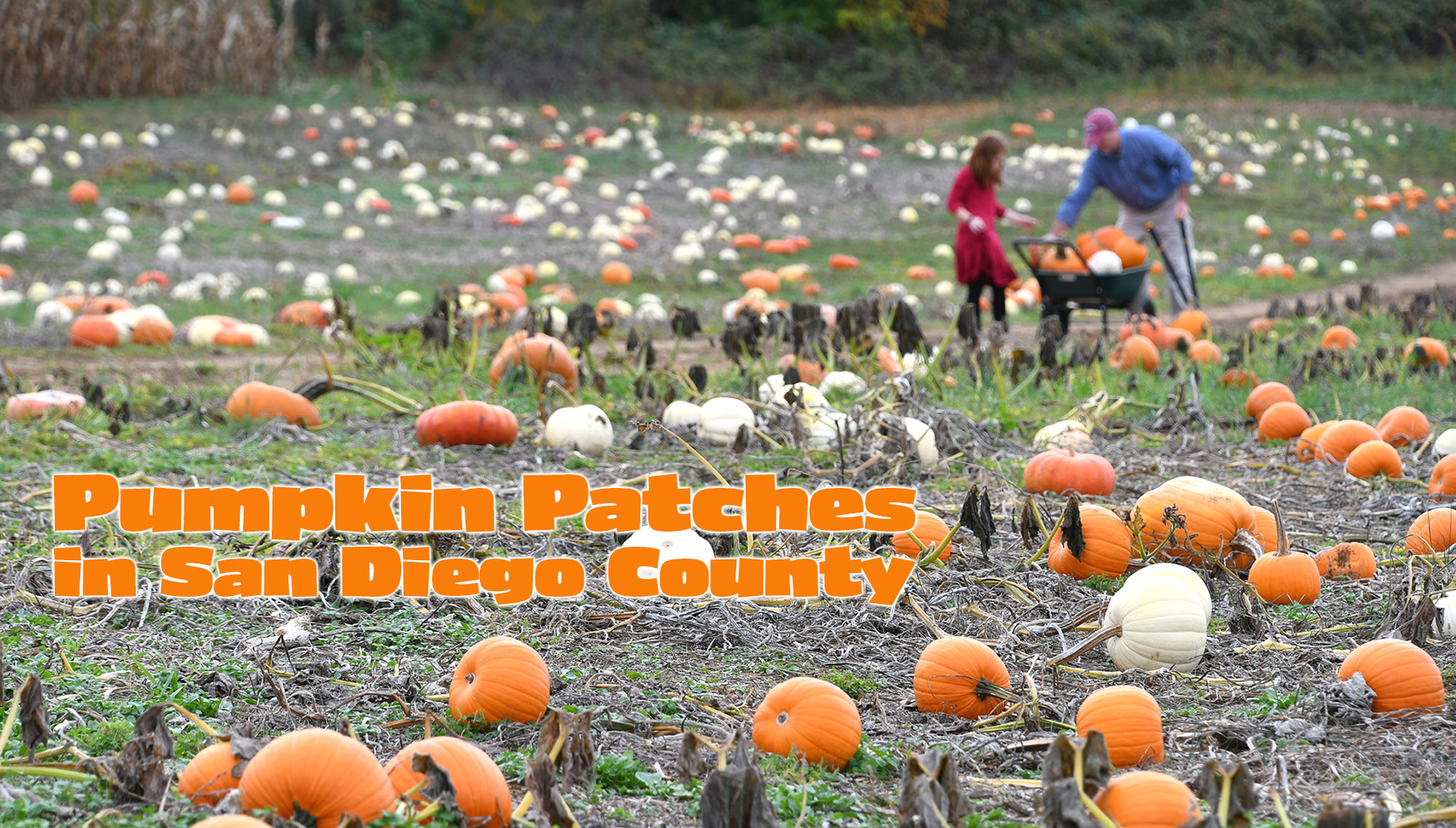 Pumpkin Patches in San Diego County