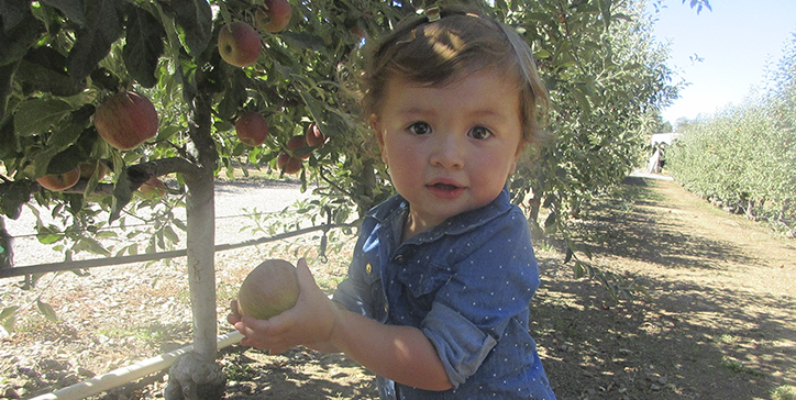 Apple Picking Time
