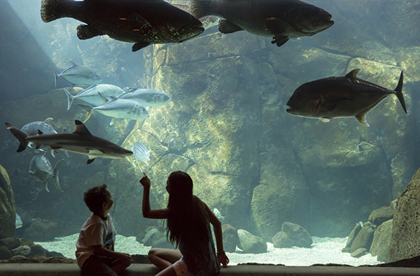 Aquarium at Waikiki