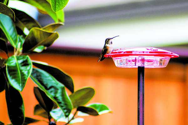 hummingbird in the backyard