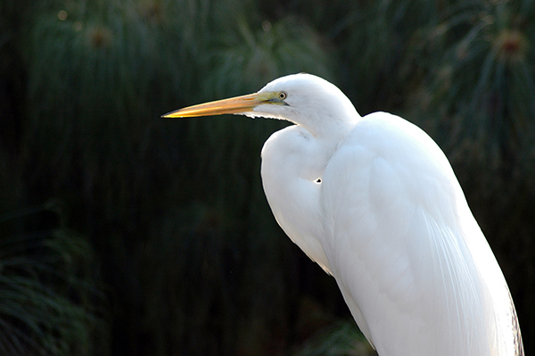 snowy white egret 1896